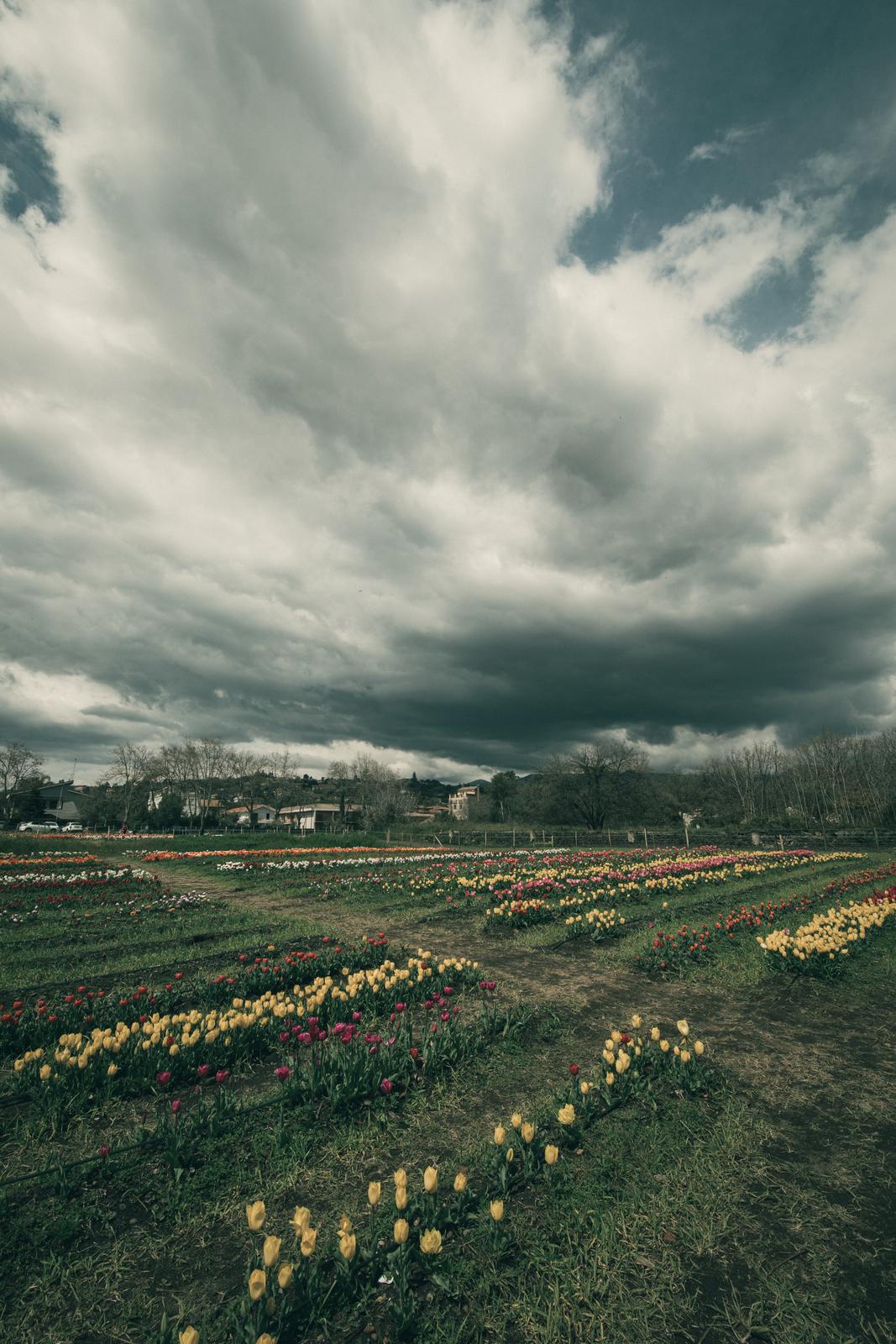 Moody — con preset applicato