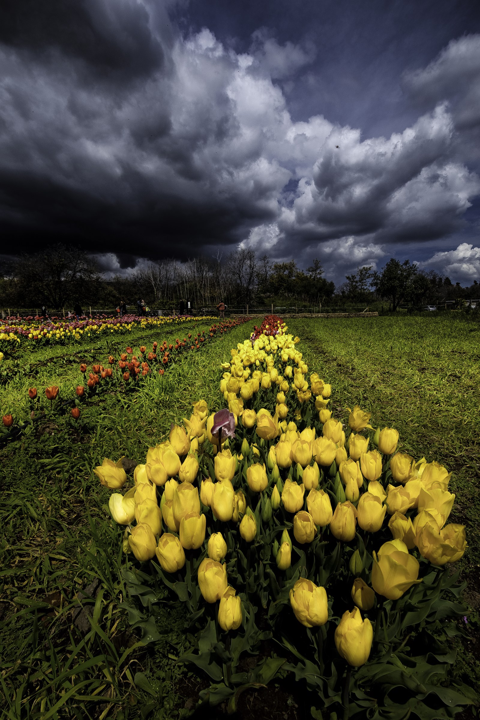 tulipark2026