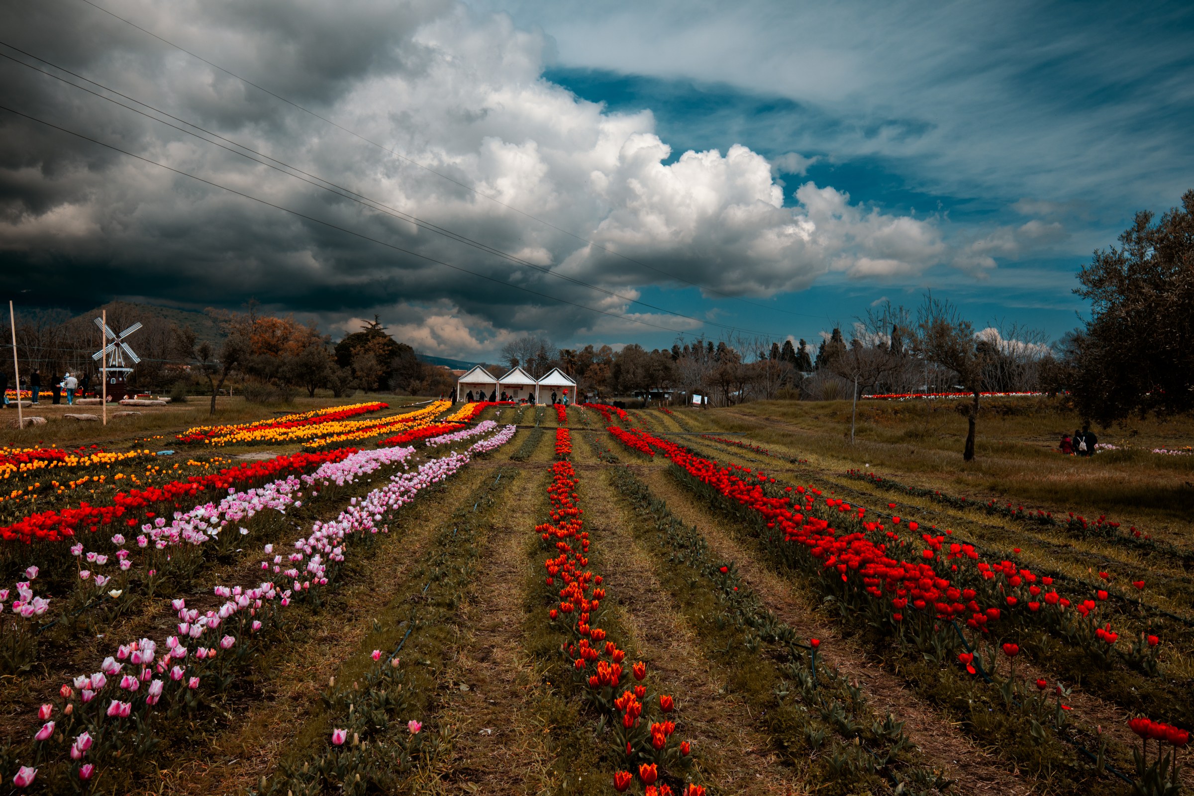 tulipark2026-18