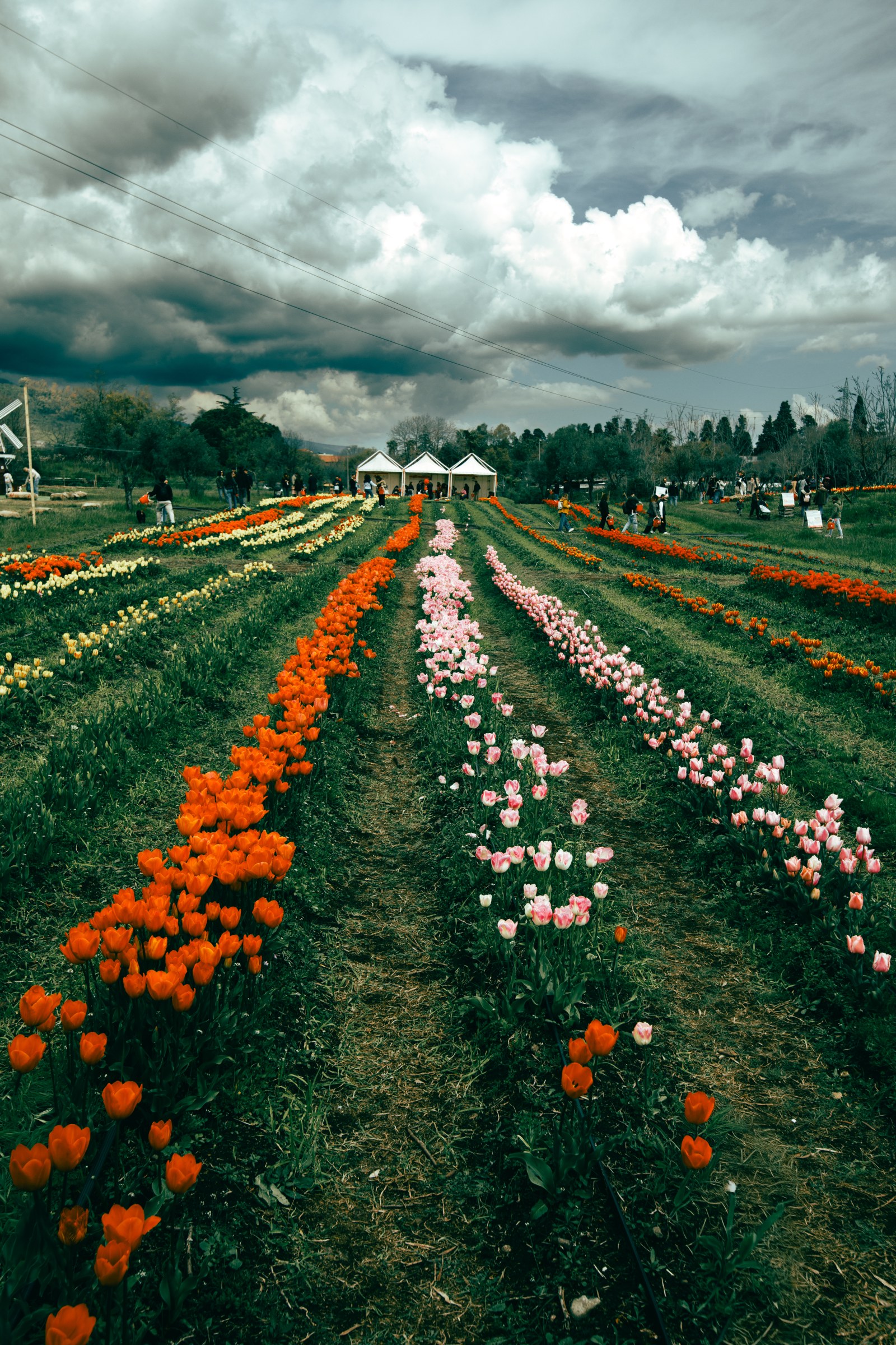tulipark2026-20